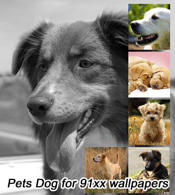 <b>Pets Dog for 360x400 wallpapers pack</b>