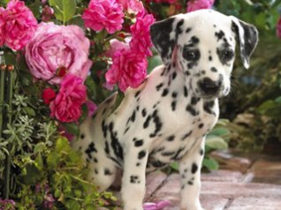 <b>Dalmatian puppy</b>
