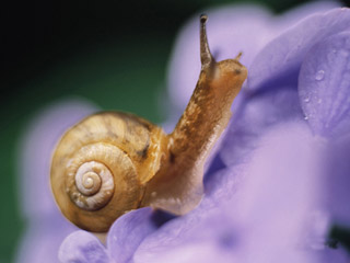 Snail on Flower