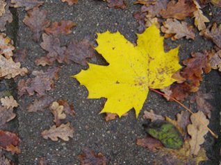 Yellow Maple Leaf