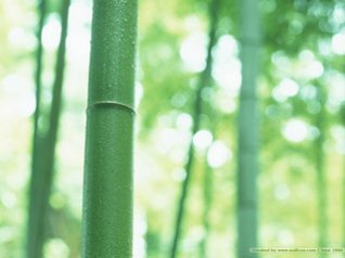 bamboos pictures wallpapers