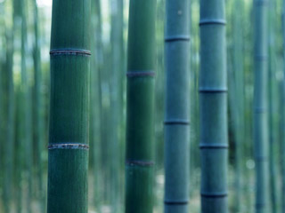 bamboos 320x240 pictures