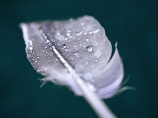 Feather droplets wallpaper