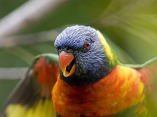 Cute parrot for BB 9630 wallpapers