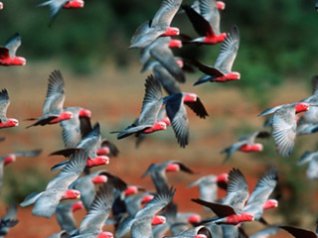 Flock of rose-breasted cockatoos in Australia