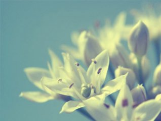 Flower desktop wallpaper
