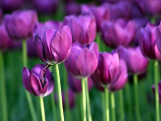 <b>Beautiful Tulips photos</b>