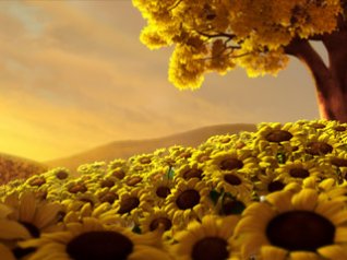 Sunflower for 360x480 hd wallpapers