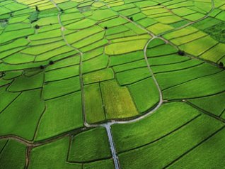 Rice Paddy for 640x480 wallpapers