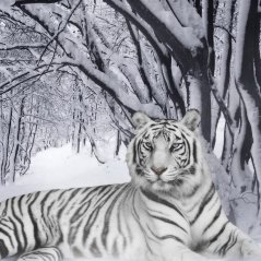 <b>Awesome Snow Leopard for blackbeery Q10 Wallpaper</b>