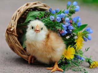 <b>Cute Chick photo for smartphone</b>
