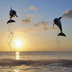 <b>Jumping Dolphins wallpaper</b>