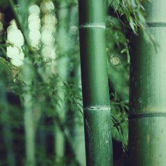 <b>Bamboo HD wallpaper</b>
