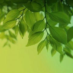Green leaf HD Galaxy S4 wallpaper