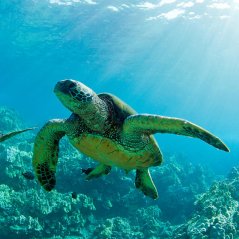 Sea turtle for blackberry A10 wallpapers