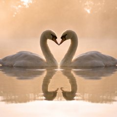 Amazing Swans for bb A10 Background wallpaper