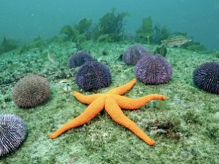 <b>Underwater Orange Starfish wallpaper</b>