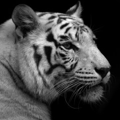 <b>White tiger for blackberry 10 wallpaper</b>
