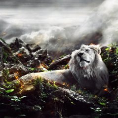 <b>Jungle Lion wallpaper</b>