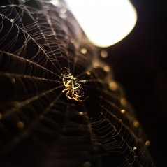 <b>Nature Spider Web 1440x1440 wallpaper</b>