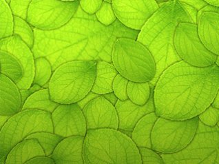 <b>Pure Green Leaf Texture Pattern Background wallpa</b>