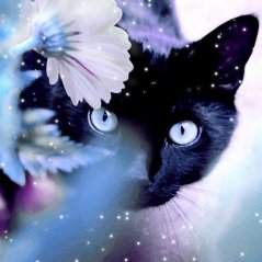 <b>Mystery Black Cat Behind Shiny Flower wallpaper</b>
