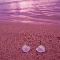 <b>Heart Shaped Seashells On Pink Beach wallpaper</b>