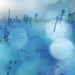 <b>Snow Walk Winter Blue Bokeh Footprints Nature Mou</b>