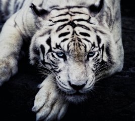 <b>white tiger 2880x2560 full hd wallpaper</b>