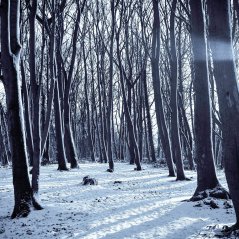Cold Winter Forest Snow Nature Mountain