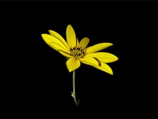 <b>Flower Yellow 640x480 blackberry wallpaper</b>