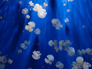 <b>Ocean Jellyfish FOR blackberry wallpaper</b>